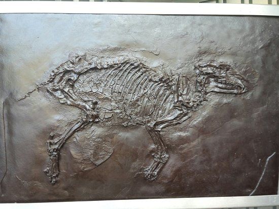 Messel Pit Fossil Site